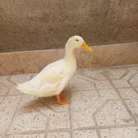 ارد ک بامزه