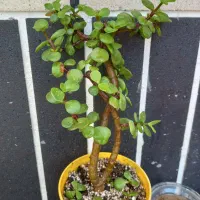 گلهای خانگی