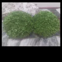 شمشاد متری ارزان