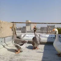 غاز