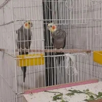 عروس هلندی