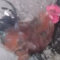 خروس