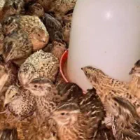 بلدرچین تخمگذار