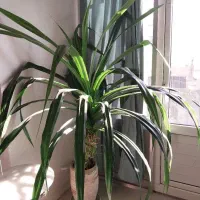 گل طبیعی|گل و گیاه طبیعی|تهران, سازمان برنامه شمالی|دیوار