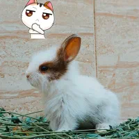 بچه خرگوش مینیاتوری