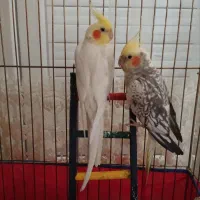 یک جفت عروس هلندی با قفس