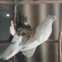 یک جفت کبوتر نر وماده