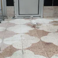 کفتر پلاکی رنگ سفید نر