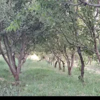 باغ گردم میخام