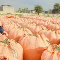 فروش یونجه خورد شده اصل کیلو ۴۲