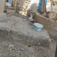 چند جفت کبوتر