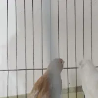 ماده اماده تن نخورده