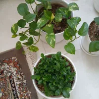 گلدان بزرگ