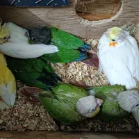 عروس هلندی ، قناری،گرینچیک، راحب برزیلی