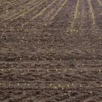 12 هکتار زمین سند شیش دانگ