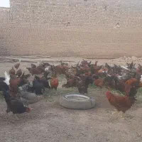 خروس|حیوانات مزرعه|ساوه, |دیوار