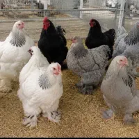 جوجه مرغ و خروس زینتی