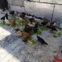 مرغ و جوجه کاکی گلین