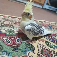 عروس هلندی قیمت۱۹۵۰