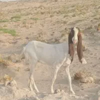بز چشم صدفی