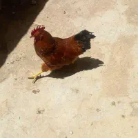 خروس