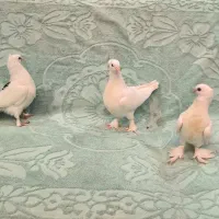 کفتر و جوجه تزیینی خوشکل