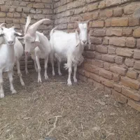 با سلام تعدادی بز و بزغاله فروشی
