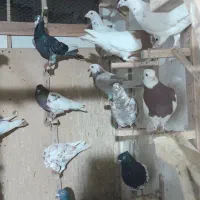 ۳۰جفت کبوتر