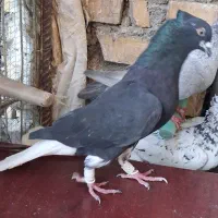 دوتا دم سفید اس خشگل بدون رخ
