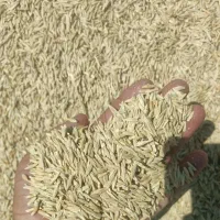 فروش جو آبی و دیم