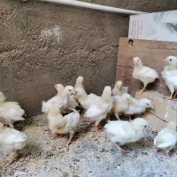 جوجه مرغ گوشتی