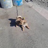 سگ پاکوتاه ژرمن دوبرمن میکس