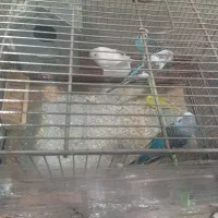 5تا مرغ عشق با ادب