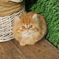 توله گارفیلد زیبا تخفیفی