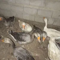 قاز جوان امساله درشت تمیز