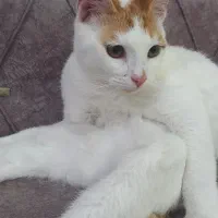 واگذار گربه