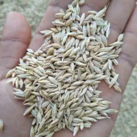 خریدار جو دیم و آبی هستم