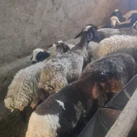 حدود ۲۰ راس میش داشتی  جنس دار...