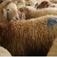 گوسفند زنده با هر وزن با سلاخ درب منزل شما