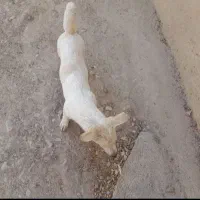 این سگ گمشده در محدوده گلزار