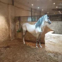 نریون درجه یک