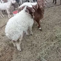 بره ماده