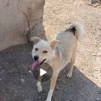 واگذاری طوله ماده
