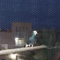 کفتر‌شازده