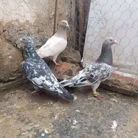 کبوتر هفرنگ آس خطی لک دار|پرنده|قزوین, |دیوار