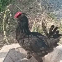 خروس سیاه نژاد گلین ویژه قربانی وجوجه کشی