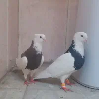 طوقی . پلاکی . کاشانی