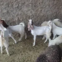 4عدد تیشتر پاکستانی درجه یک