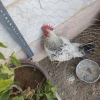 خروس ژاپنی