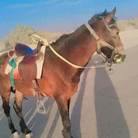 اسب فروشی